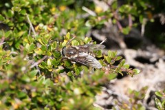 Scaptia jacksonii