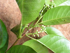 Pogonophora schomburgkiana