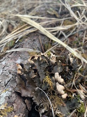 Peltigera neckeri