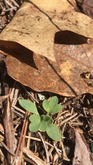 Corydalis solida