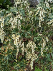 Pieris