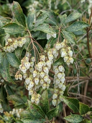 Pieris