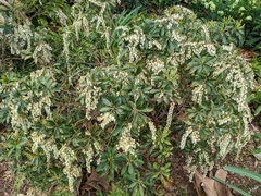 Pieris
