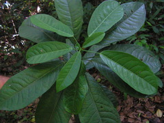 Senefeldera verticillata
