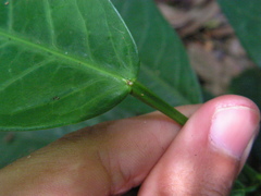 Senefeldera verticillata