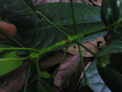 Senefeldera verticillata