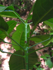 Senefeldera verticillata