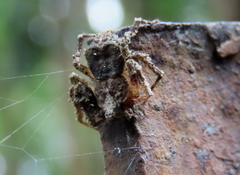 Stephanopis altifrons