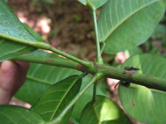 Senefeldera verticillata
