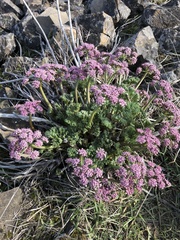 Lomatium columbianum