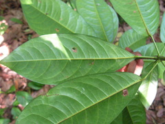 Senefeldera verticillata