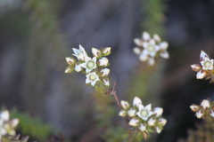 Sedum jurgensenii