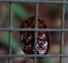 Chalcomela nitida