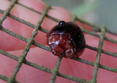 Chalcomela nitida