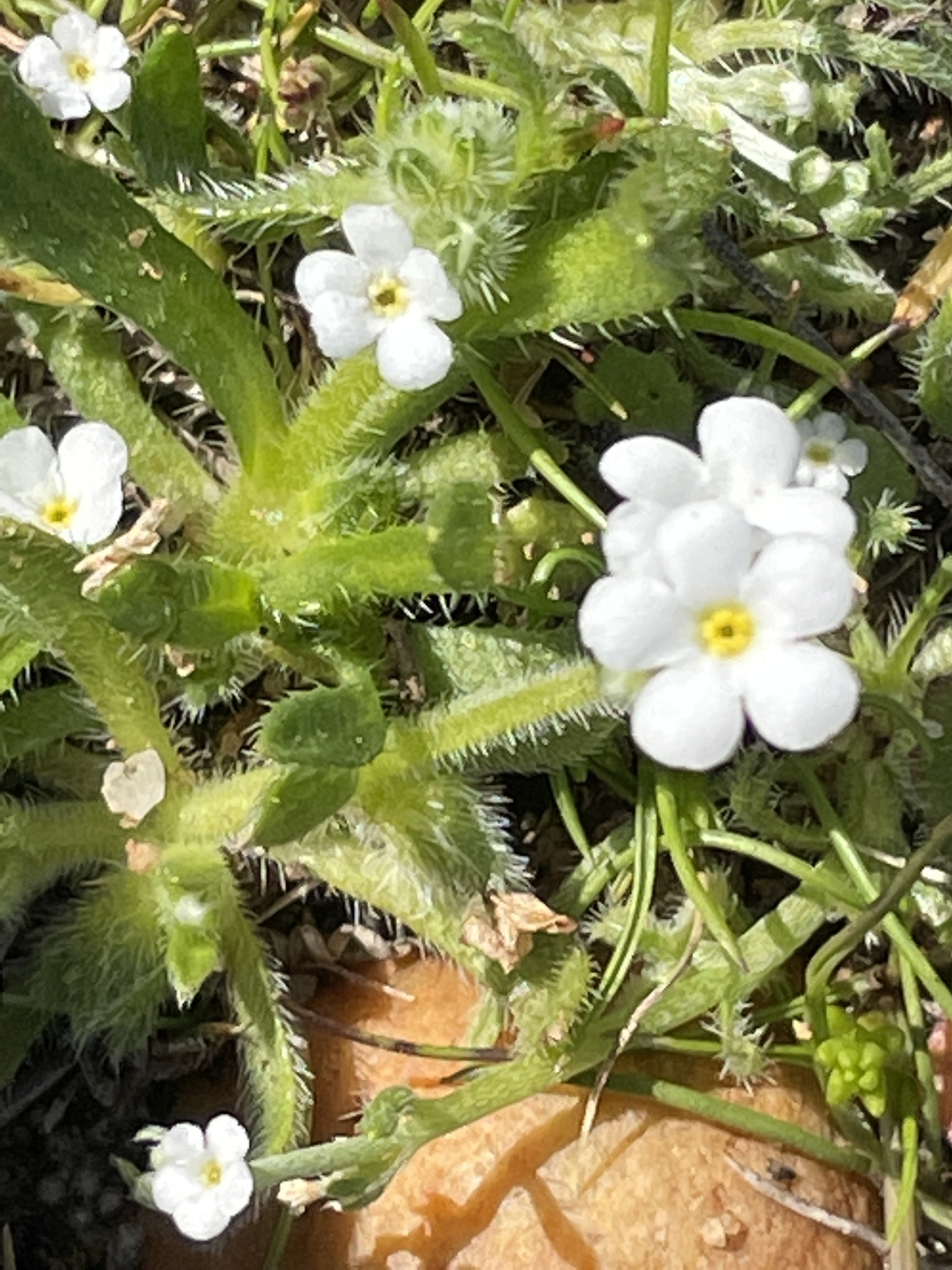 Plagiobothrys collinus