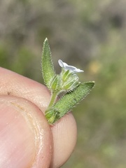 Plagiobothrys collinus californicus