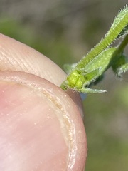 Plagiobothrys collinus californicus