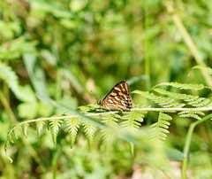Oreixenica kershawi