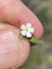 Plagiobothrys collinus californicus