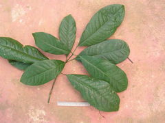 Senefeldera verticillata