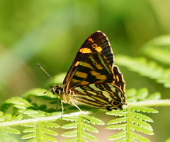 Oreixenica kershawi