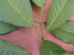 Senefeldera verticillata