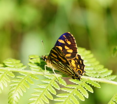 Oreixenica kershawi