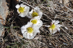 Ranunculus andersonii