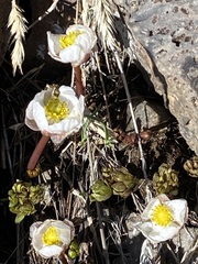 Ranunculus andersonii