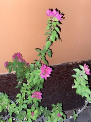 Bougainvillea glabra