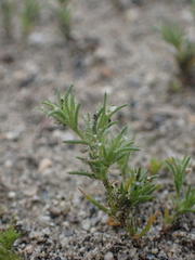 Loeflingia squarrosa