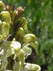Pedicularis parryi