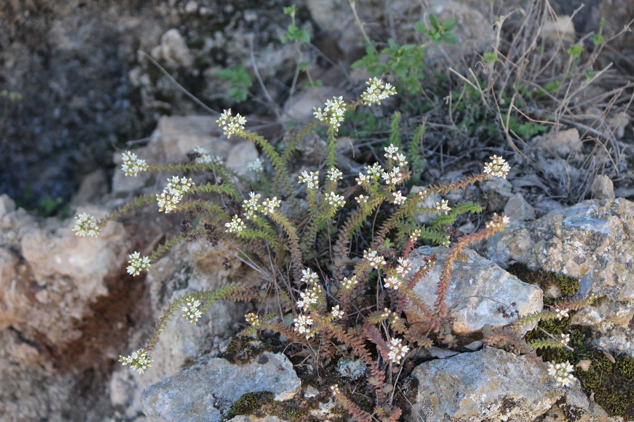 Villadia elongata 3