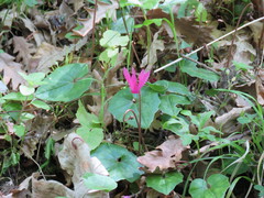Cyclamen repandum
