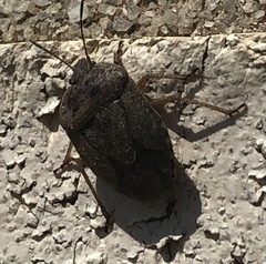 Hymenarcys nervosa