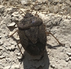 Hymenarcys nervosa