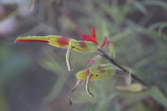Castilleja integrifolia