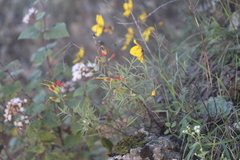 Castilleja integrifolia