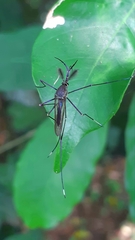 Toxorhynchites theobaldi