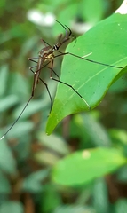 Toxorhynchites theobaldi