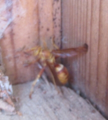 Polistes apachus
