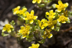 Eriophyllum multicaule
