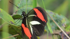 Heliconius erato