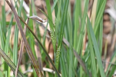 Carex flaccosperma