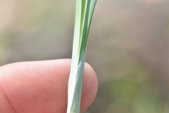 Carex flaccosperma