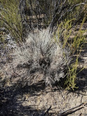 Tetradymia comosa