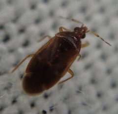 Cardiastethus fasciiventris