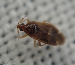 Cardiastethus fasciiventris