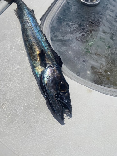 Promethichthys observed 2021-03-20