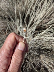 Tetradymia comosa